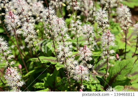 Tiarella (Saxifragaceae family), genus Tiarella Tiarella (Saxifragaceae family), genus Tiarella 139468811