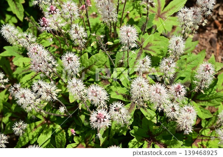 Tiarella（虎耳草科），Tiarella 屬 139468925