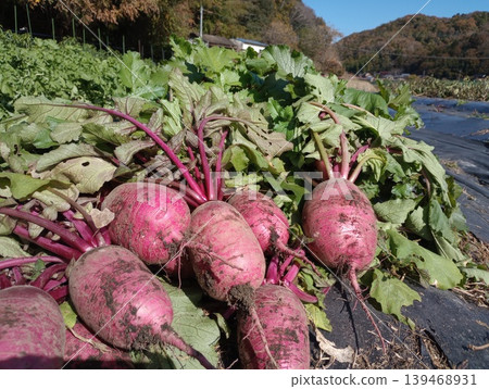 Post-harvest state of the red-cored radish "Benikururi" | Arranged in the field after harvest Post-harvest state of the red-cored radish "Benikururi" | Arranged in the field after harvest 139468931