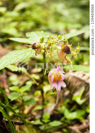 Pink impatiens flowers blooming along the Annapurna Trail Pink impatiens flowers blooming along the Annapurna Trail 139469066