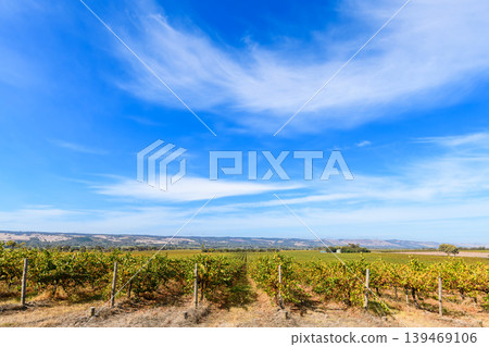 McLaren Vale vineyards agricultural landscape on a day McLaren Vale vineyards agricultural landscape on a day 139469106