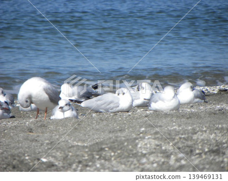 A black-headed gull, a winter migratory bird that came to Kemigawa Beach 139469131