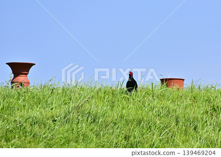 Haniwa and pheasant Haniwa and pheasant 139469204