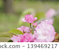 A show-off pink cherry blossom (Hiroshima Mint, Flower Promenade) 139469217