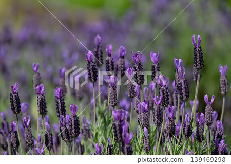 French Lavender French Lavender 139469298