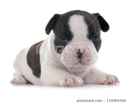 puppy french bulldog puppy french bulldog 139469306