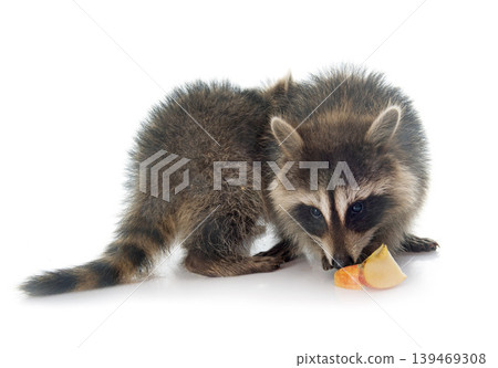 young raccoon young raccoon 139469308