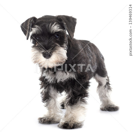 puppy miniature schnauzer puppy miniature schnauzer 139469314