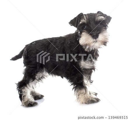 puppy miniature schnauzer puppy miniature schnauzer 139469315