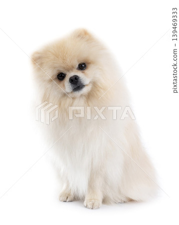 puppy pomeranian in studio puppy pomeranian in studio 139469333
