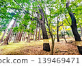 A forest dazzling with fresh green leaves 139469471