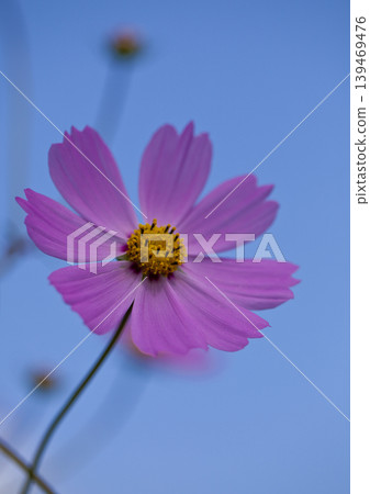 Cosmos shining in the blue sky Cosmos shining in the blue sky 139469476