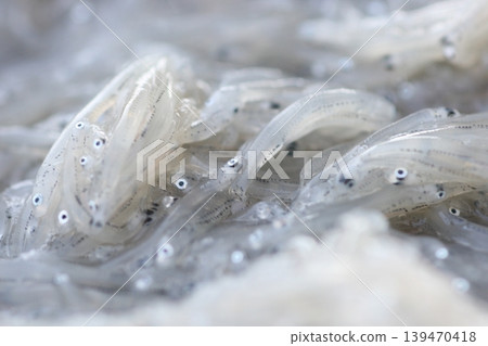 新鮮捕獲的銀魚 新鮮捕獲的銀魚 139470418