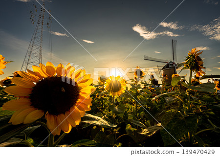 夕陽照亮的向日葵 139470429