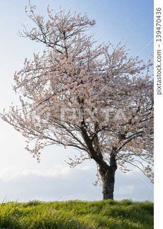 河岸邊櫻花盛開，草地綠草如茵。 139470436