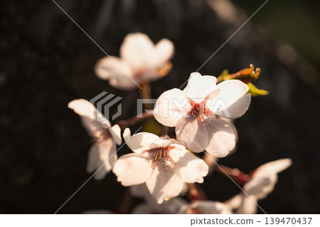 Cherry blossoms in full bloom bathed in the spring light 139470437