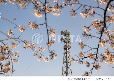 透過櫻花，可以看到藍天和一座無線電塔。 139470438