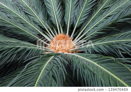 Close-Up Of Sago Palm (Cycas Revoluta) Crown With Symmetrical Fronds And Textured Center Close-Up Of Sago Palm (Cycas Revoluta) Crown With Symmetrical Fronds And Textured Center 139470489
