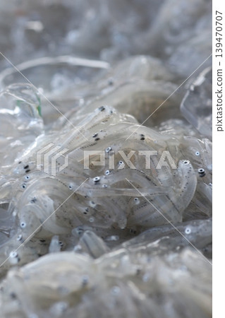 Raw whitebait that was caught Raw whitebait that was caught 139470707