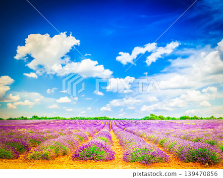 Blooming Lavender field Blooming Lavender field 139470856