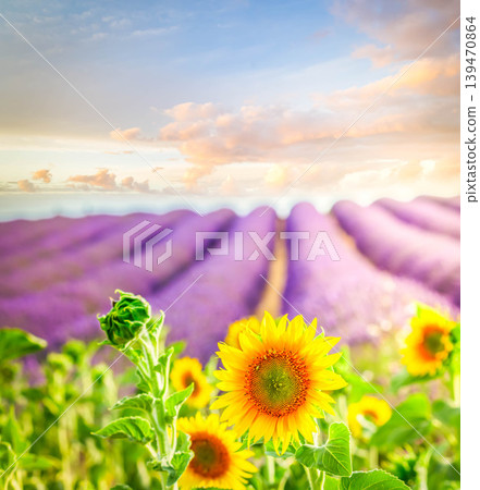 Sunflower and Lavender field Sunflower and Lavender field 139470864