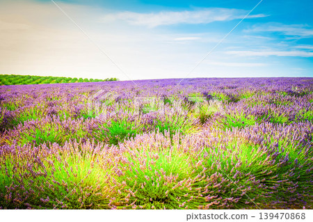 Blooming Lavender field Blooming Lavender field 139470868