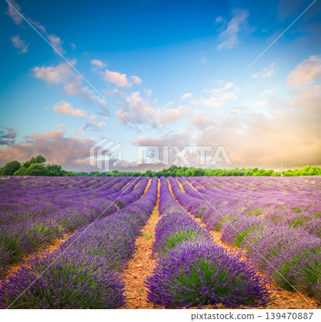 Blooming Lavender field Blooming Lavender field 139470887