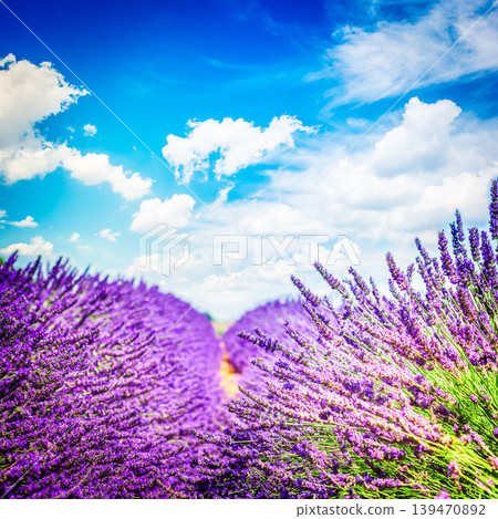 Lavender field at summer Lavender field at summer 139470892