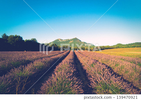 Lavender field at summer Lavender field at summer 139470921