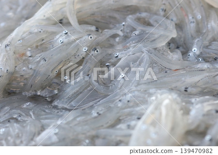Fresh whitebait harvested at Iwaya Port, Awaji Island 139470982