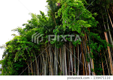 Nishiyama Park, Bamboo Grove, Otokuni Walk, Nagaokakyo City Nishiyama Park, Bamboo Grove, Otokuni Walk, Nagaokakyo City 139471110