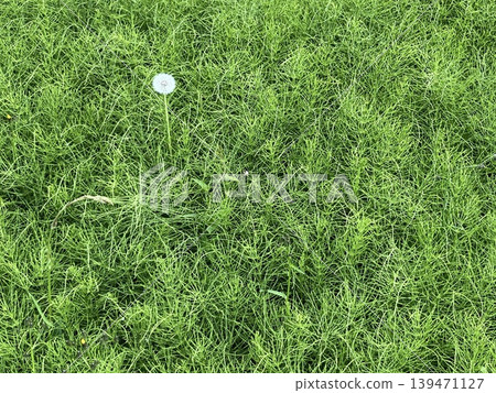 A cluster of horsetails and dandelion fluff. A cluster of horsetails and dandelion fluff. 139471127