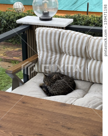 Cat sleeping on striped cushion on outdoor patio background with greenery and wooden table 139471198