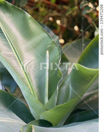 Lush green leaves of tropical plant creating natural background with soft lighting Lush green leaves of tropical plant creating natural background with soft lighting 139471206