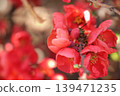 春天開花的紅色木瓜花 139471235
