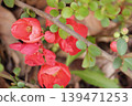 春天開花的紅色木瓜花 139471253