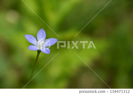 Hinagikyo花 Hinagikyo花 139471312