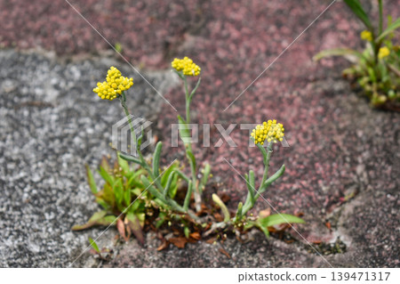 Flower of Hako Kussha Flower of Hako Kussha 139471317