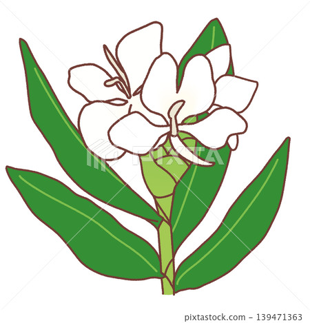 Simple illustration of a sycamore Simple illustration of a sycamore 139471363