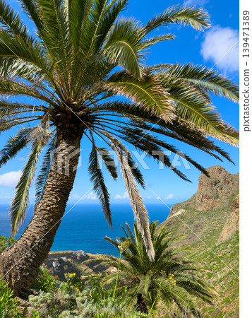palms of las Teresitas beach, Tenerife, Spain 139471389
