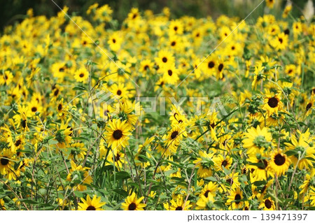 Landscape with summer flowers Landscape with summer flowers 139471397