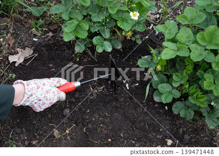 Weeding beds with agricultura plants growing in the garden. Weed control in the garden. Cultivated land close-up. Agricultural work on the plantation. Weeding beds with agricultura plants growing in the garden. Weed control in the garden. Cultivated land close-up. Agricultural work on the plantation. 139471448
