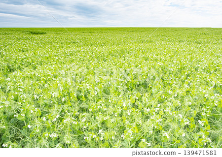 field of peas in bloom in spring field of peas in bloom in spring 139471581