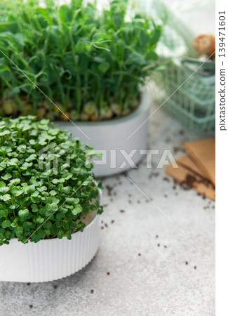 Growing fresh microgreens and pea shoots indoors Growing fresh microgreens and pea shoots indoors 139471601