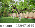 Old chestnut trees with twisted branches in a manicured park. Green lawn landscape in spring season. Nature scenery with trimmed trees along a brick wall in a public garden. 139471645