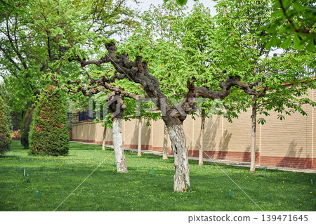 Old chestnut trees with twisted branches in a manicured park. Green lawn landscape in spring season. Nature scenery with trimmed trees along a brick wall in a public garden. Old chestnut trees with twisted branches in a manicured park. Green lawn landscape in spring season. Nature scenery with trimmed trees along a brick wall in a public garden. 139471645