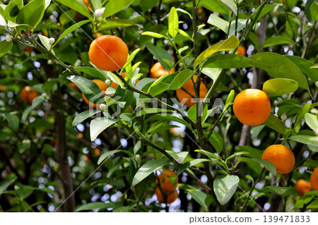 Mandarin oranges in the grounds of Otokuni-dera Temple, Nagaokakyo City, Kyoto Prefecture 139471833