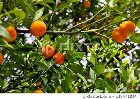 Mandarin oranges in the grounds of Otokuni-dera Temple, Nagaokakyo City, Kyoto Prefecture Mandarin oranges in the grounds of Otokuni-dera Temple, Nagaokakyo City, Kyoto Prefecture 139471834