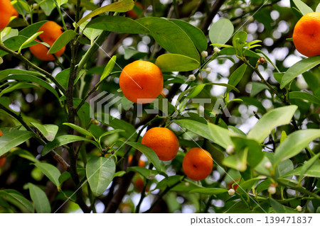 Mandarin oranges in the grounds of Otokuni-dera Temple, Nagaokakyo City, Kyoto Prefecture 139471837