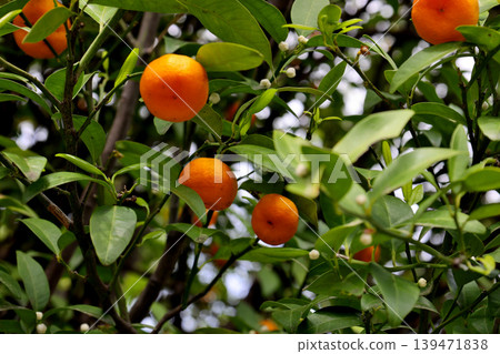 Mandarin oranges in the grounds of Otokuni-dera Temple, Nagaokakyo City, Kyoto Prefecture Mandarin oranges in the grounds of Otokuni-dera Temple, Nagaokakyo City, Kyoto Prefecture 139471838